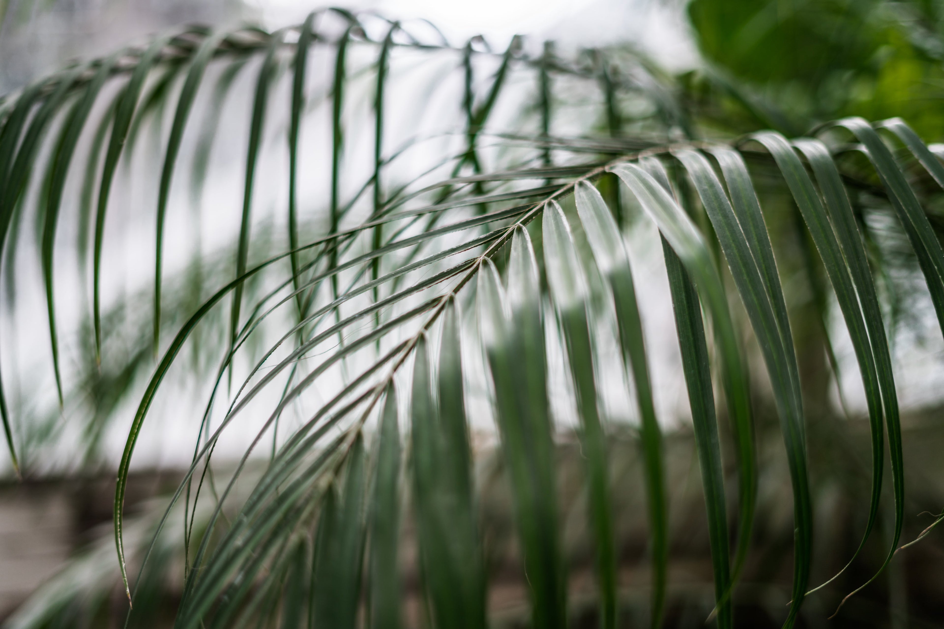 The Botanical Canopy